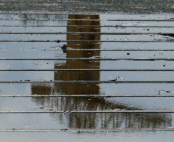 cropped-Photo-Reflet-Grue-1.jpeg